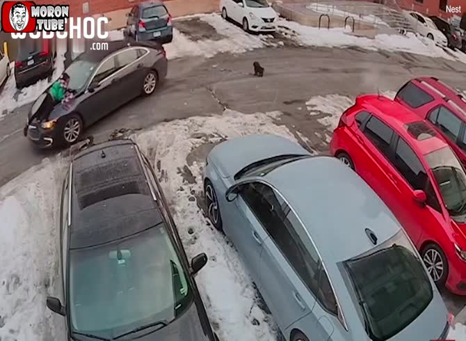 Video :A robber carries a woman off the hood of her vehicle
